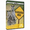 Amazon.com: Nature: Kangaroo Mob: ., Steve Westh: Movies & TV