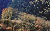 山杨林-甘肃林业自然保护-图片