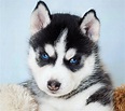 14 Photos Of Husky Puppies That Will Make You Smile | The Paws