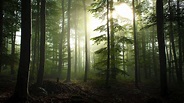 Serene Forest Wallpapers - Top Free Serene Forest Backgrounds ...