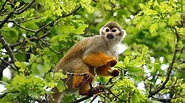 Descubren nueva especie de mono tití en peligro de EXTINCIÓN | La ...