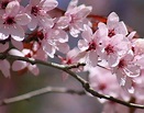 Barbarazweige – Frühlingsblüten mitten im Winter - nachgeharkt
