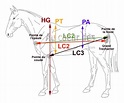 Les points de repères des différentes mesures d'un cheval | Cheval ...