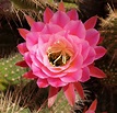 Single Pink Cactus Flower | Quiet Moon Photography