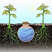 Oya : 15 choses à savoir sur ce système d'irrigation par jarre ...