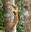 The News For Squirrels: Squirrel Facts: The Cream-Colored Giant Squirrel