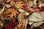 Fallen Leaves and Their Uses in the Garden - Horticulture