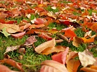 Fallen Leaves Free Stock Photo - Public Domain Pictures