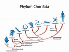 PPT - Phylum Chordata PowerPoint Presentation, free download - ID:424969