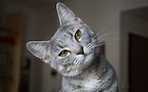 ¿Cómo influye la domesticación en el cerebro de los gatos? | Mascota y ...