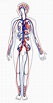 Circulatory System by De Agostini Picture Library, Universal Images ...
