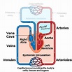 Systemic Circulation Heart