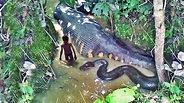 Vídeo: 10 anacondas gigantes captadas por las cámaras en Sudamérica ...