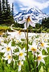 Fields of White Avalanche Lilies | along the trail in Spray Park ...