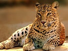 Wildlife Images Free Download | PixelsTalk.Net