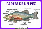 Anatomía y Partes del Pez