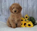 F1B Mini Goldendoodle For Sale Holmesville, OH Male - Frankie – AC ...