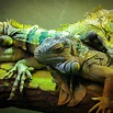 Reptilia Zoo and Education Centre Vaughan - All You Need to Know BEFORE ...