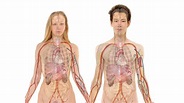 Eine Reise durch die Organsysteme des menschlichen Körpers
