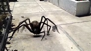 Película la araña asesina - YouTube