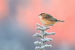 Cute Little Bird, HD Birds, 4k Wallpapers, Images, Backgrounds, Photos ...
