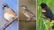 North America Has Lost 3 Billion Birds, Scientists Say | WAMU