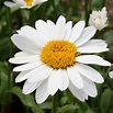 Buy shasta daisy Leucanthemum × superbum 'Snowcap'