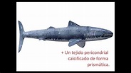 Evolución del Tiburón Blanco - YouTube