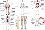 Categorizing Bones by Shape | Human Anatomy and Physiology Lab (BSB 141 ...