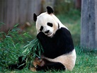 Tudo sobre animais: Urso Panda
