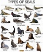 Types of Seals and Marine Animals