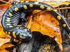 Yellow-Spotted Salamander | High-Quality Animal Stock Photos ~ Creative ...