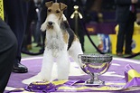 How Much the 2019 Westminster Dog Show Winner Gets Paid | Money