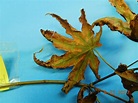 Japanese maple leaf scorch??? – PlantDOC