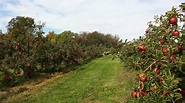Apple Tree Farm – Telegraph
