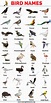 Bird Names: List of 30+ Names of Birds in English with the Picture - My ...