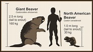 On the Deep Roots of Beaver and Human Relationships in Alberta ...