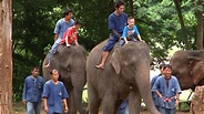 Trunk Therapy: How Elephants Are Helping Thailand's Autistic Kids - NBC ...