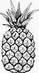 Hand Drawn Pineapple Vector Art, Icons, and Graphics for Free Download