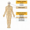 El sistema nervioso, una manera fácil de entender - Ondas y Partículas