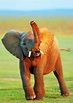 92 Baby Elephant Photos, Videos, and Facts That'll Make You Go "Awww ...