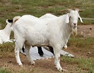 Evolution of domestic goats - NYK Daily