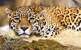 Jaguar: The National Animal of Brazil