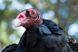 Turkey Vulture - Lindsay Wildlife Experience