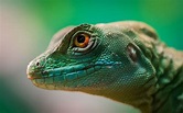Bikin Penasaran, 10 Potret dan Fakta Unik tentang Reptilia