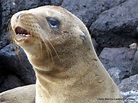 Lobo marino Imagen & Foto | animales, animales marinos , naturaleza ...