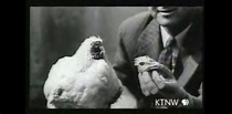 Insólita historia del pollo que vivió sin cabeza por 18 meses- VÍDEO