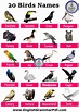 20 Bird Name List with Pictures PDF - English Grammar Pdf