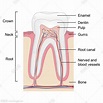 牙齿的结构矢量图片(图片ID:1031508)_-其他-生活百科-矢量素材_ 素材宝 scbao.com