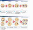 A Labelled Diagram Of Meiosis With Detailed Explanation | Images and ...